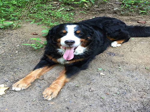 Photo of dog